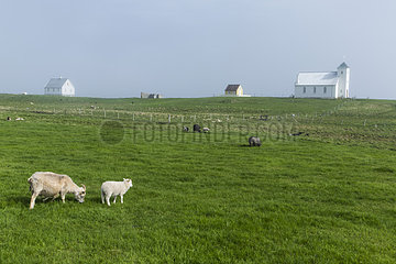 Sheep of Iceland  adult and young. Flatey Island  Iceland.