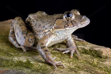 Chinese edible frog (Hoplobatrachus rugulosus). This species is widespread from central  southern and south-western China including Taiwan  Hong Kong and Macau to Myanmar through Thailand  Lao People's Democratic Republic  Viet Nam and Cambodia south to the Thai-Malay peninsula.