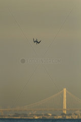 Elegant tern (Thalasseus elegans) diving  Bay Bridge  San Francisco Bay  California