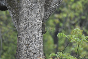 Perny's Long-nosed Squirrel (Dremomys pernyi) upside down along a trunk  Shanxii  China