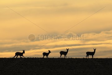 Group of European Roe at dusk in winter in Champagne France