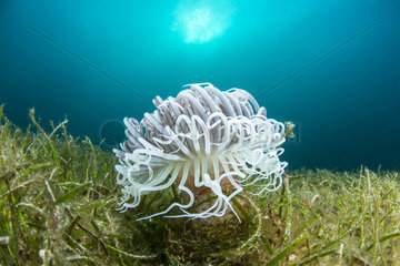 Tube anemone in an underwater seagrass  Dauin  Philippines