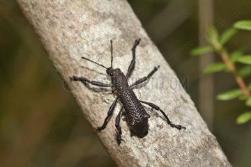Weevil (Aegorhinus bulbifer)  Curculionidae Beetle  Chiloe National Park  Cucao  Chiloe Island  X Lake Region  Chile