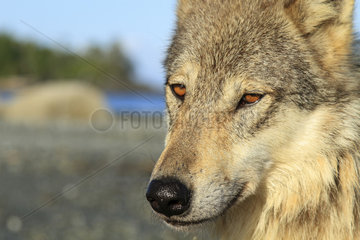 Wolf (Canis lupus) close up on beach  Great Bear Rainforest  British Columbia  Canada