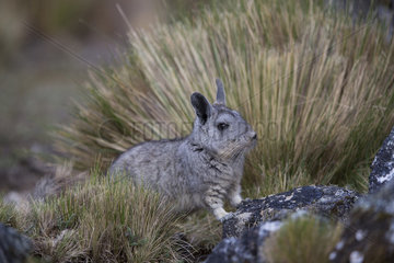 Mountain viscacha (Lagidium peruanum)  Huascaran NP  Andes  White Cordillera  Peru