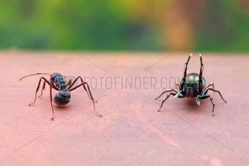 A female jumping spider (Siler semiglaucus) catching  an ant (Dolichoderus sp.).