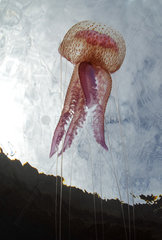 Jellyfish (Pelagia noctiluca)  Tenerife  Marine invertebrates of the Canary Islands.