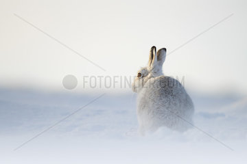 A Mountain Hare (Lepus timidus) in the late evening sun in the Cairngorms National Park  UK.