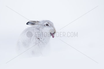 A Mountain Hare (Lepus timidus) sticks his tongue out whilst preening in the Cairngorms National Park  UK.