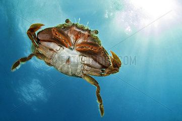 Henslow's swimming crab (Polybius henslowi) swimming in open water  Morocco