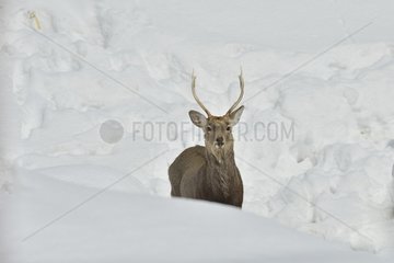 Sika deer (Cervus nippon) male in the snow in winter  Hokkaido  Japan