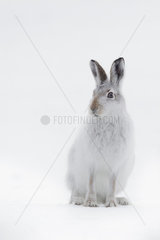 An alert Mountain Hare (Lepus timidus) sits and scans his surroundings in the Cairngorms National Park  UK