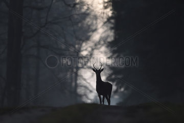 Red deer (Cervus elaphus) standing on track in forest habitat  Vosges  France