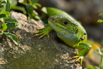 Western Green Lizard (Lacerta bilineata)  Bollenberg  Alsace  France