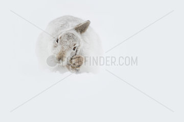 A Mountain Hare (Lepus timidus) preens in freezing conditions in the Cairngorms National Park  UK