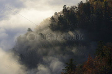 Mist over forest  Hohneck region  Ballons des Vosges Regional Natural Park  France
