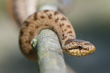 Smooth snake (Coronella austriaca) male coiled around branch  Ecrouves  Meurthe-et-Moselle  France