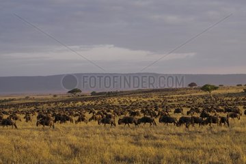 Migrating wildebeest in the savannah Masai Mara Kenya