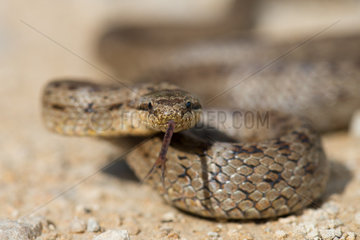 Smooth snake (Coronella austriaca) male tongue-flicking  Ecrouves  Meurthe-et-Moselle  France