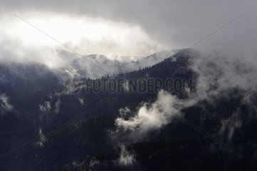 Mist after the rain  Grand Ventron  Vosges mountains  France