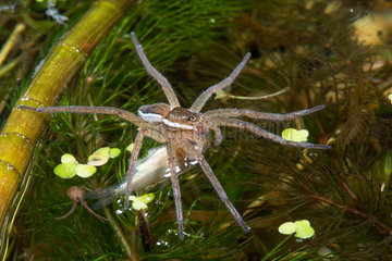 Raft Spider (Dolomedes fimbriatus) eating fish prey  Moselle  France