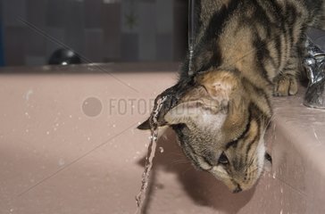 Tabby cat playing with the tap of a sink - France