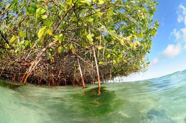 Mangrove in the Archipelago of Los Roques NP