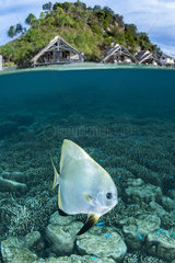 Mid-air mid-water view of a Tiera batfish (Platax teira) in front of Misool Eco Resort  Raja Ampat  Indonesia