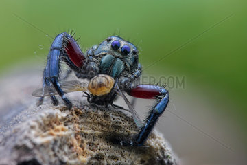 Male jumping spider (Salticidae - Hyllus sp) preying on housefly (Muscidae - Musca sp)