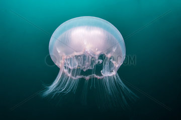 Moon Jellyfish (Aurelia aurita)  Pescador island  Philippines