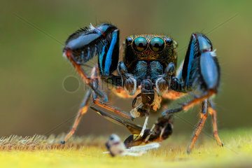Portrait shot of a male hairy-armed jumping spider (Harmochirus brachiatus)