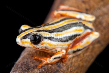 Painted Reed Frog (Hyperolius marmoratus taeniatus)