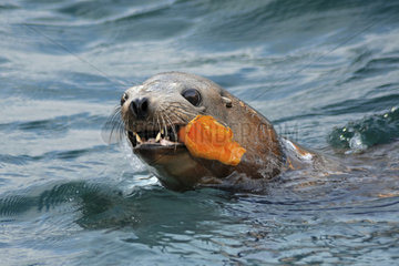 Young sea lion playing with plastic bottle. - Composite image. Composite image