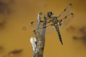 Four-spotted skimmer (Libellula quadrimaculata) on twig  Europe