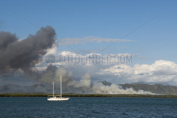 Piunktree Savanna fire on the west coast  New Caledonia