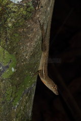 Stream Anole (Norops oxylophus) on a trunk  Costa Rica