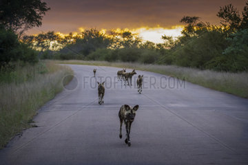 African wild dog (Lycaon pictus) in Kruger National park  South Africa.