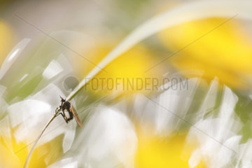 Dance fly (Empis tesselata)  Forlet peatland  Alsace  France
