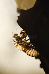 Exuviae of common cicada (Lyristes plebejus)  Arles  Provence  France
