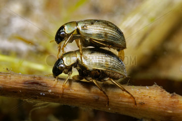 Water scavenger beetle (Laccobius sinuatus) in a pond  Prairies du Fouzon  Loir-et-Cher  France