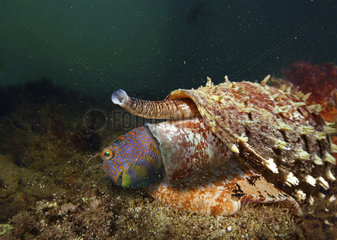 Geography cone or Geographer cone  Conus geographus  eating a blenny. Like all species within the genus Conus  these snails are predatory and venomous. They are capable of stinging humans  therefore live ones should be handled carefully or not at all. Several human deaths have been attributed to this species of snail. Is a carnivorous species  and uses a radula (like a microscopic harpoon) to inject a conotoxin to kill its prey. The proboscis  the tip of which holds the harpoon-like radular tooth  is capable of being extended to any part of its own shell. The living animal is a risk to any person handling it who has not taken proper care to protect exposed skin. Aquarium photography