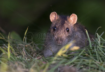 Brown rat (Rattus norvegicus) looking for food amongst grass