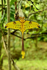 Butterfly (Argema mittrei)  Madagascar  Andre Peyrieras Collection  Mandrake Park