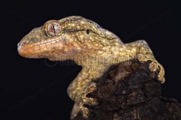 The Wahlberg's velvet gecko (Homopholis wahlbergii ) is a large nocturnal gecko species endemic to Southern Africa.