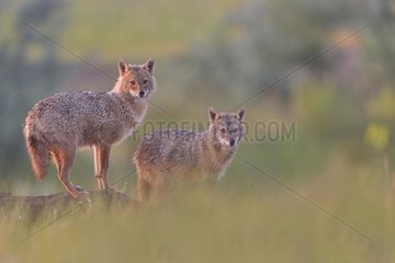 European jackal (Canis aureus moreoticus) pair  Danube Delta  Romania