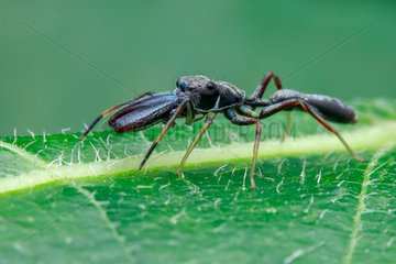 A male ant mimic jumping spider (Myrmarachne cornuta) on green leaf.