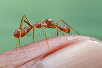 A male weaver ant mimicking jumping spider (Myrmarachne plataleoides) on my finger.