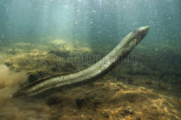 South American lungfish  Lepidosiren paradoxa. Is the single species of lungfish found in swamps and slow-moving waters of the Amazon  Paraguay  and lower Paraná River basins in South America. Its a air-breather and the sole member of Lepidosirenidae family. The gills are greatly reduced and essentially non-functional in the adults. The young become air-breathing at about seven weeks. Juveniles have external threadlike gills very much like those of newts. From Amazonas. Composite image