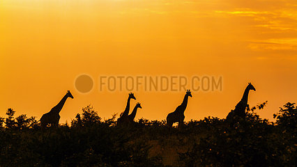 Giraffe in Kruger National park  South Africa. Specie Giraffa camelopardalis family of Giraffidae