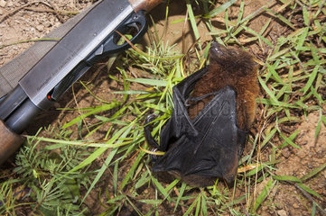 Insular flying fox (Pteropus tonganus) killed next to a shotgun. Endemic species. New Caledonia.